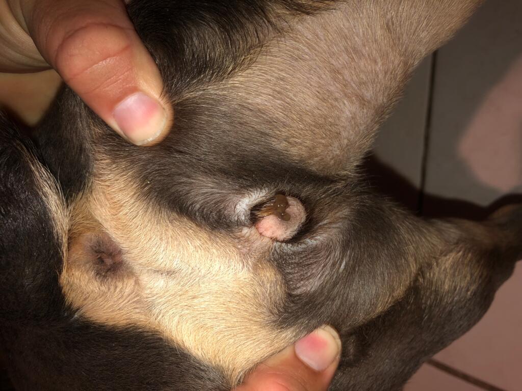 My 1 Year Old Intact French Bulldog Started A Weird Brownish Discaharge From Her Vagina At First We Thought It Was Her Heat But After A... | Petcoach