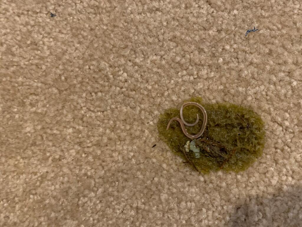 What Does It Mean When A Dog Throws Up Worms