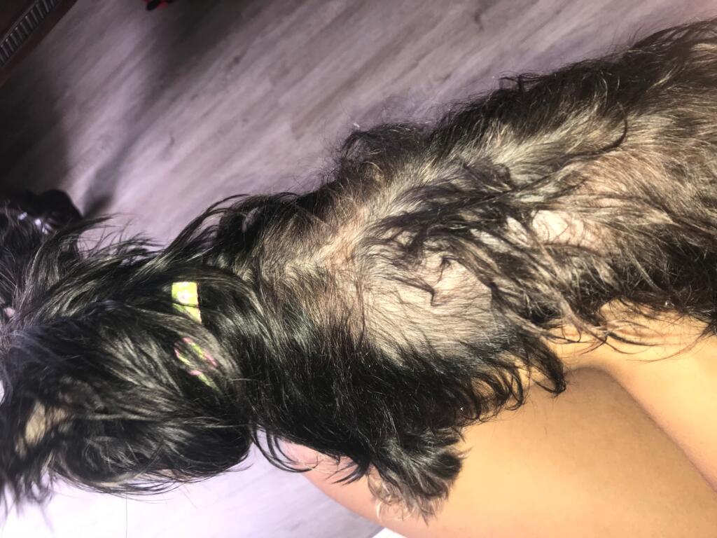 My dog is losing a lot of hair and has big bald spots, she My dog is losing a lot of hair and has big bald spots, she