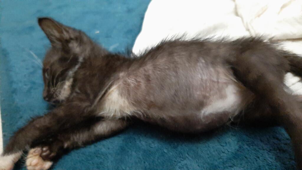 My kitten have swollen belly , vet said that its because of many feaces
