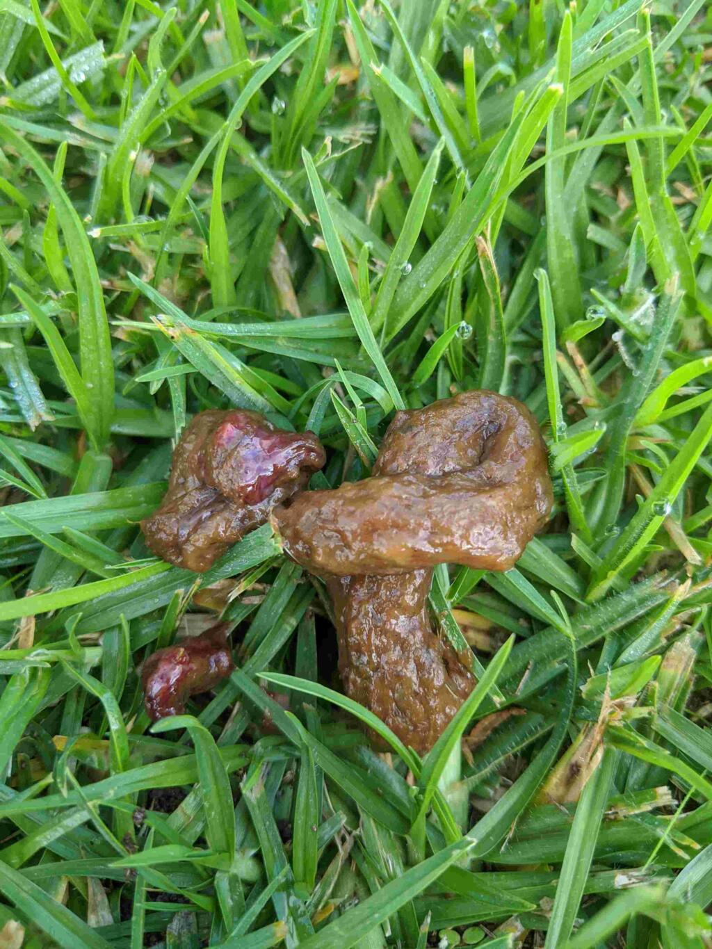 9 week old puppy has blood and mucus in poo for the last couple of days. How should I approach