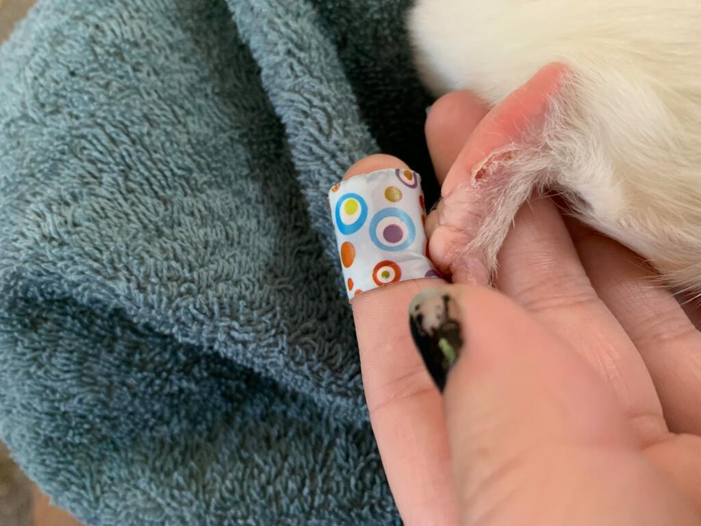 Hi, I cut my 1 year old Guinea pigs nails anout 23 weeks ago and today