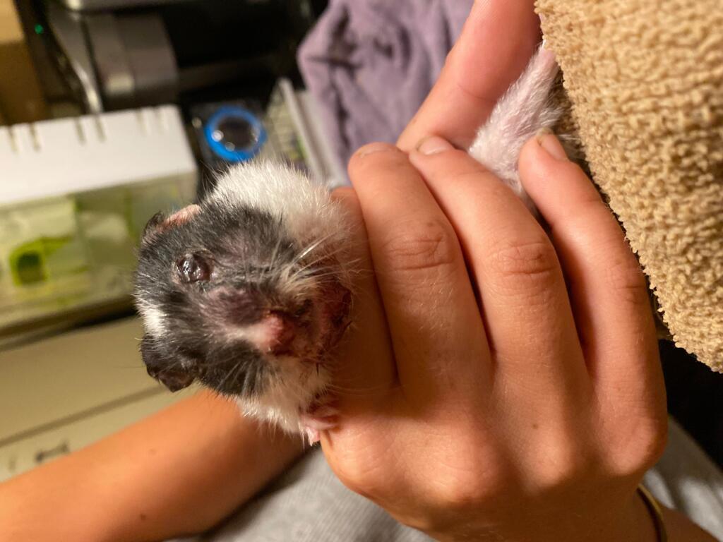 My hamsters eye is swollen popping out and he’s not eating PetCoach