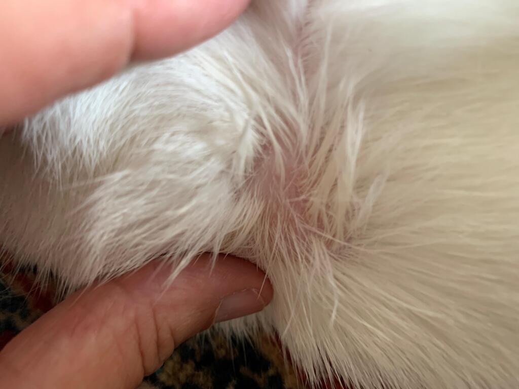 My cat has a bald spot on his neck that has some black My cat has a bald spot on his neck that has some black