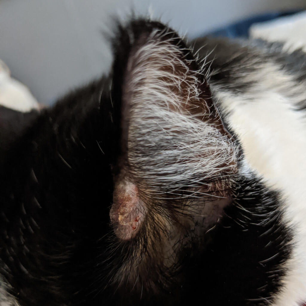 My cat's been scratching his ears. It started as what just