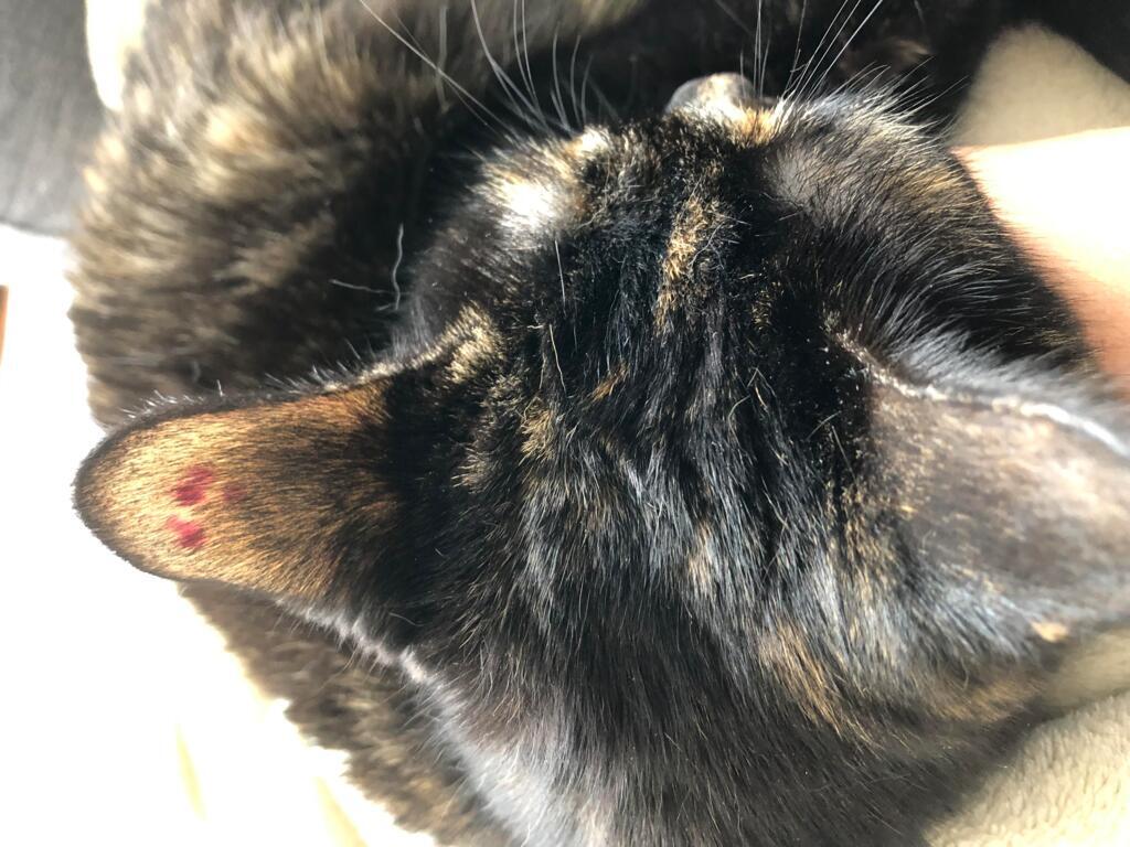 Noticed my cat’s ear had this type of bleeding this morning when I woke