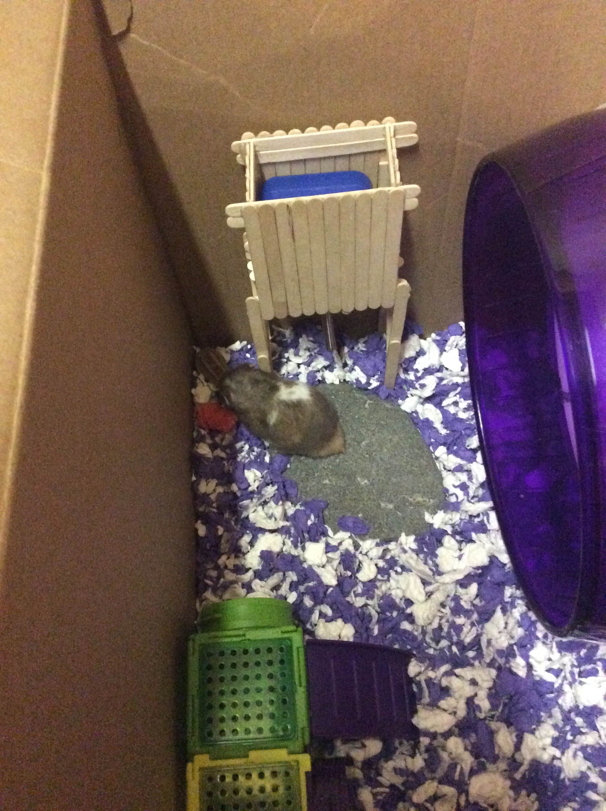Why does my hamster eat it's own poop PetCoach