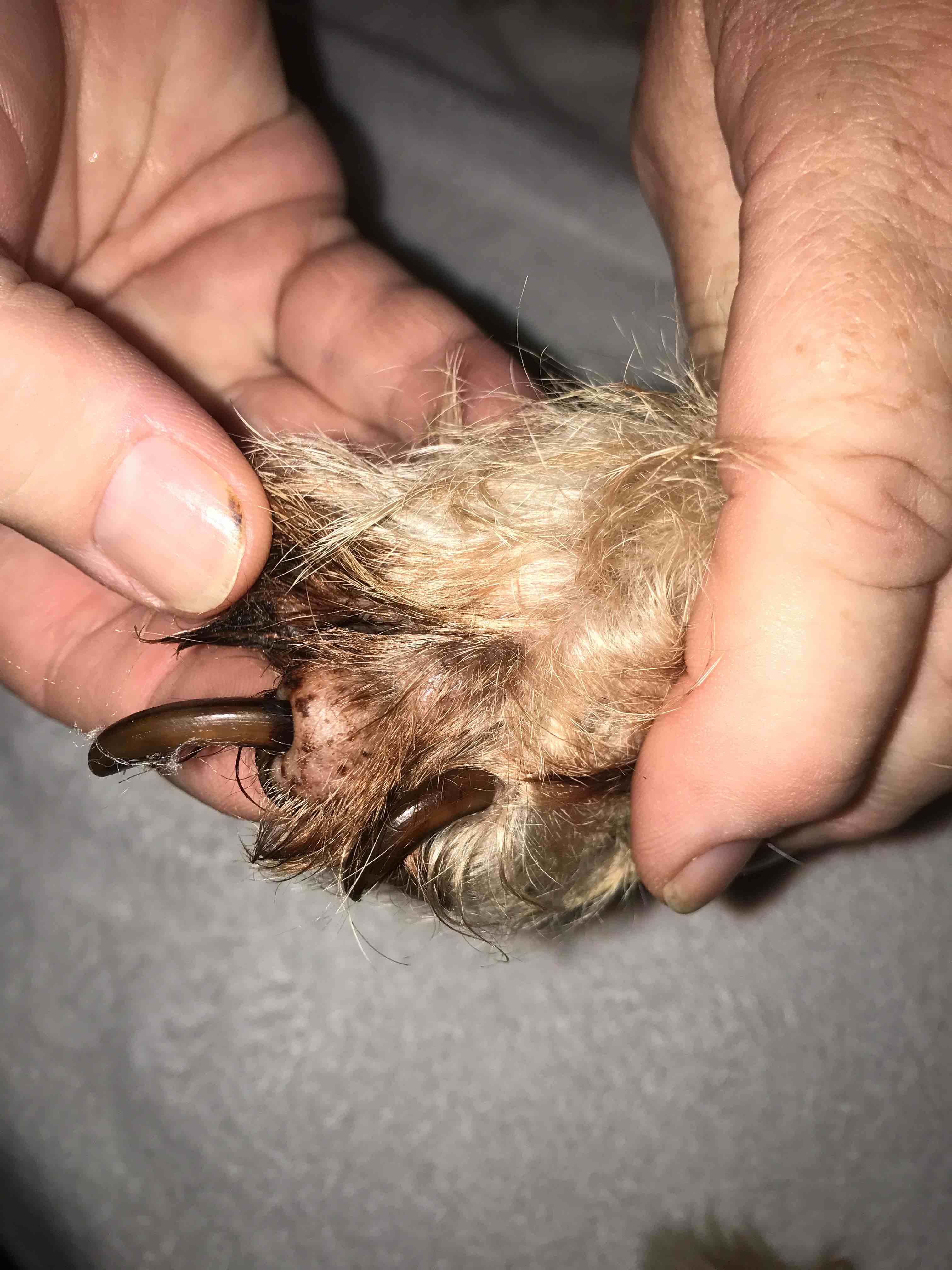 Discover 122+ dog nail bed infection pictures super hot ceg.edu.vn