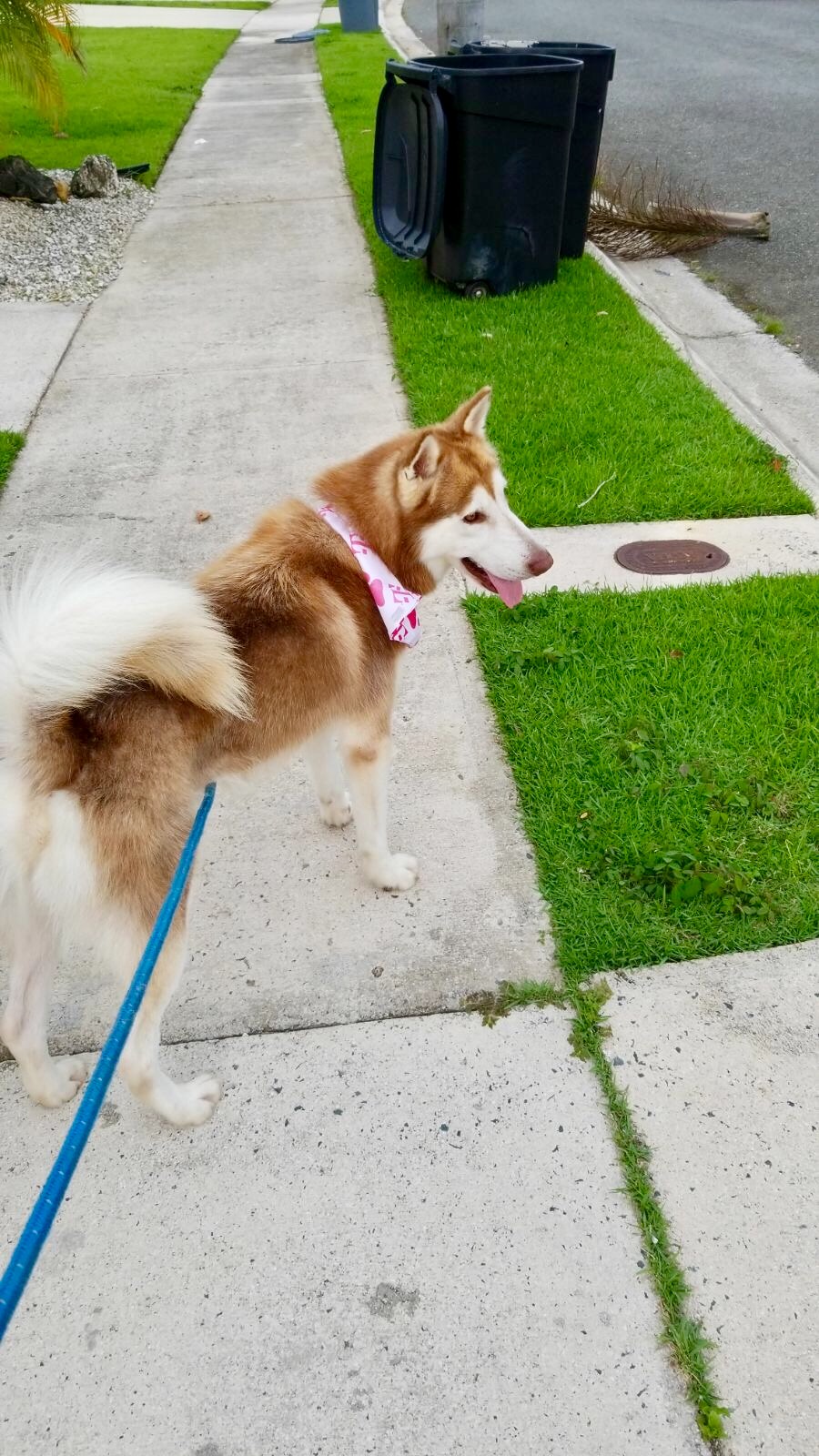 Hello, my dog keeps whining and scratching at his ear and shaking his