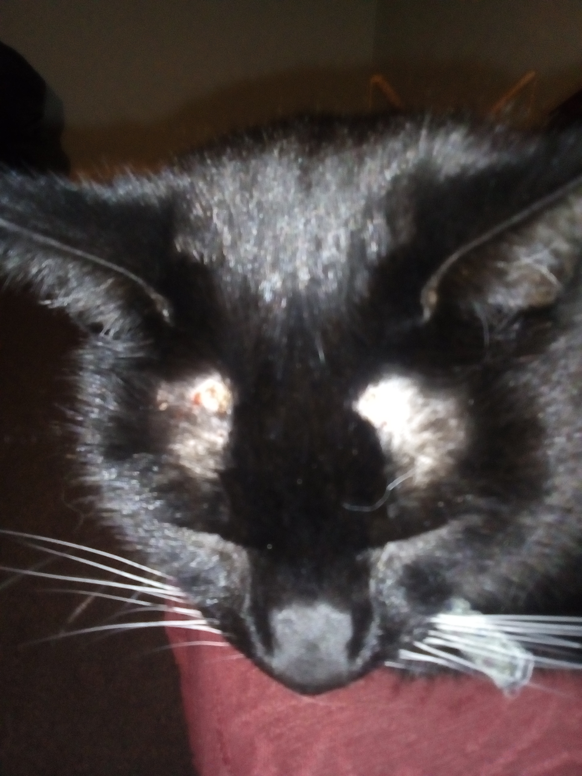 My cat has some bald patches appearing above both eyes. They look sore but they don't seem to be