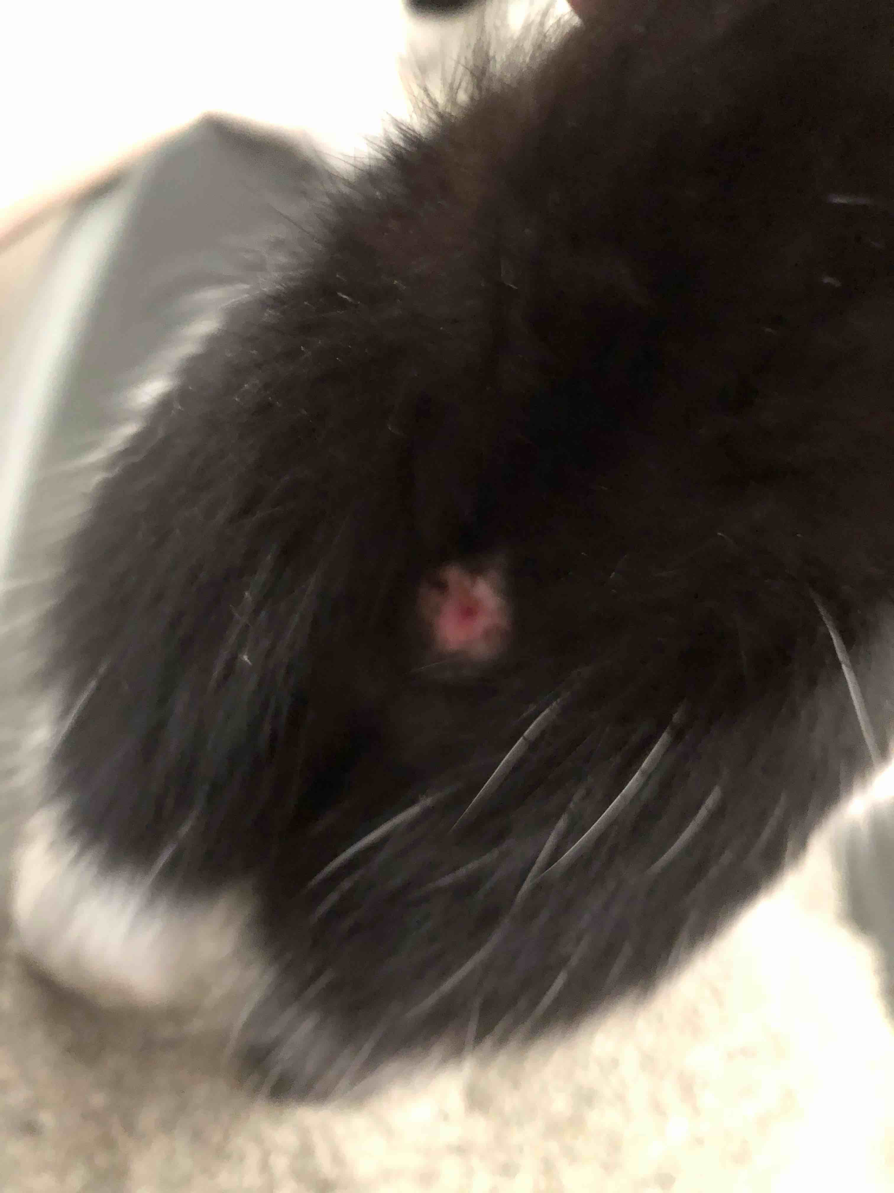 My cat’s butthole appears to be red or have a hint of blood when she