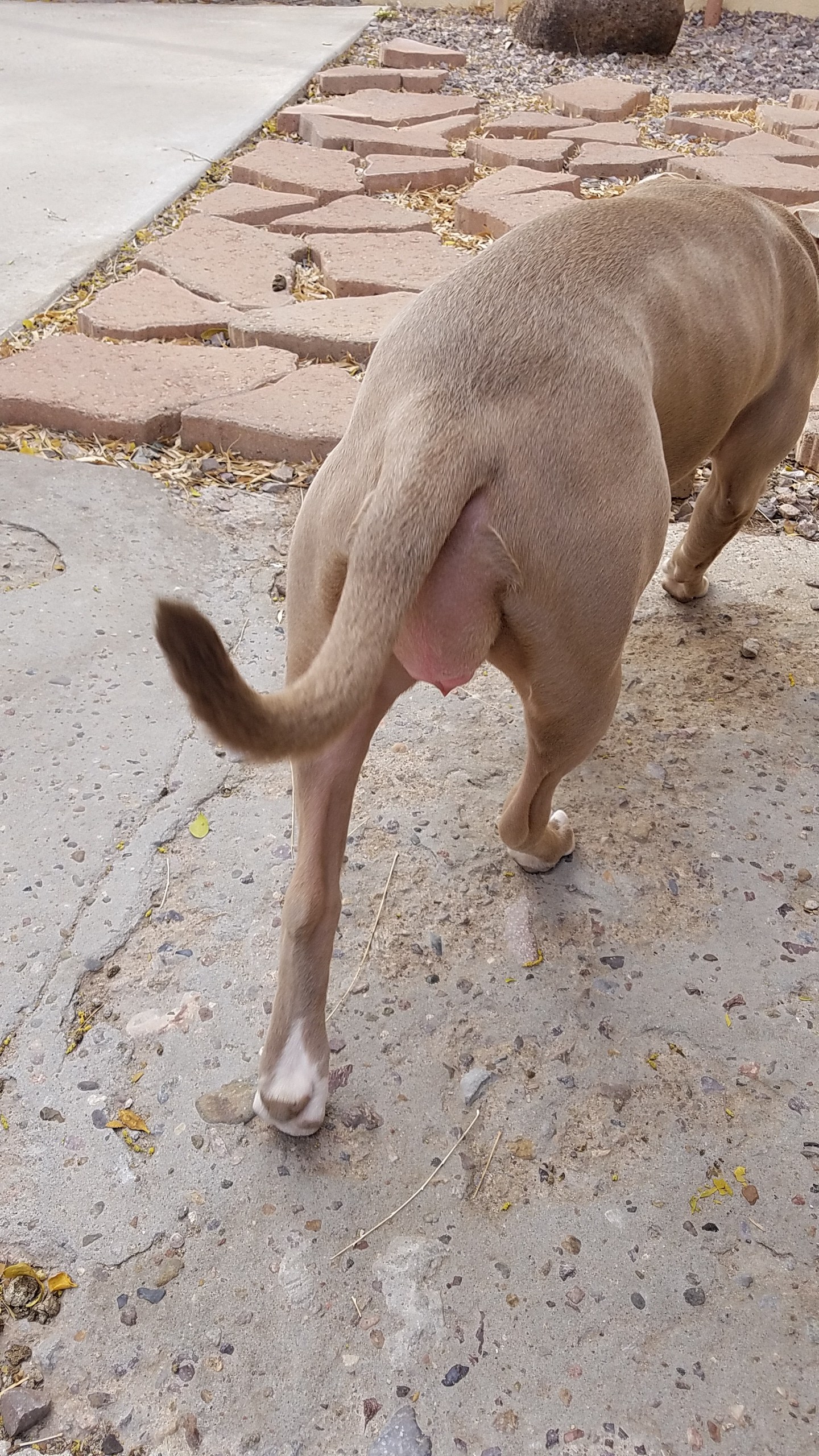 My puppy is in heat for the first time and I'm really concerned about the swelling in her