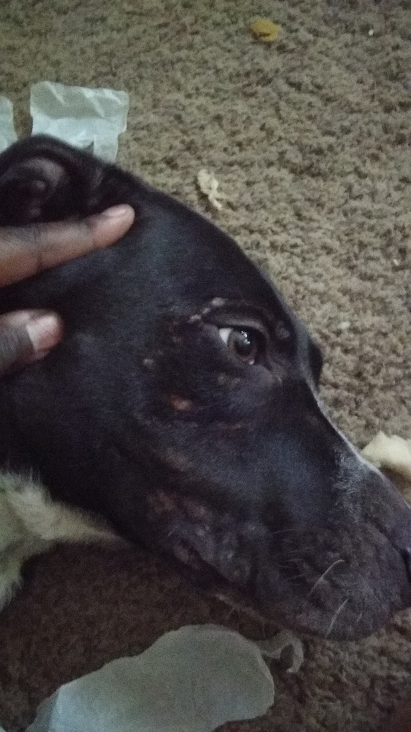 My dog was playing outside and developed bumpy rashes near her face and