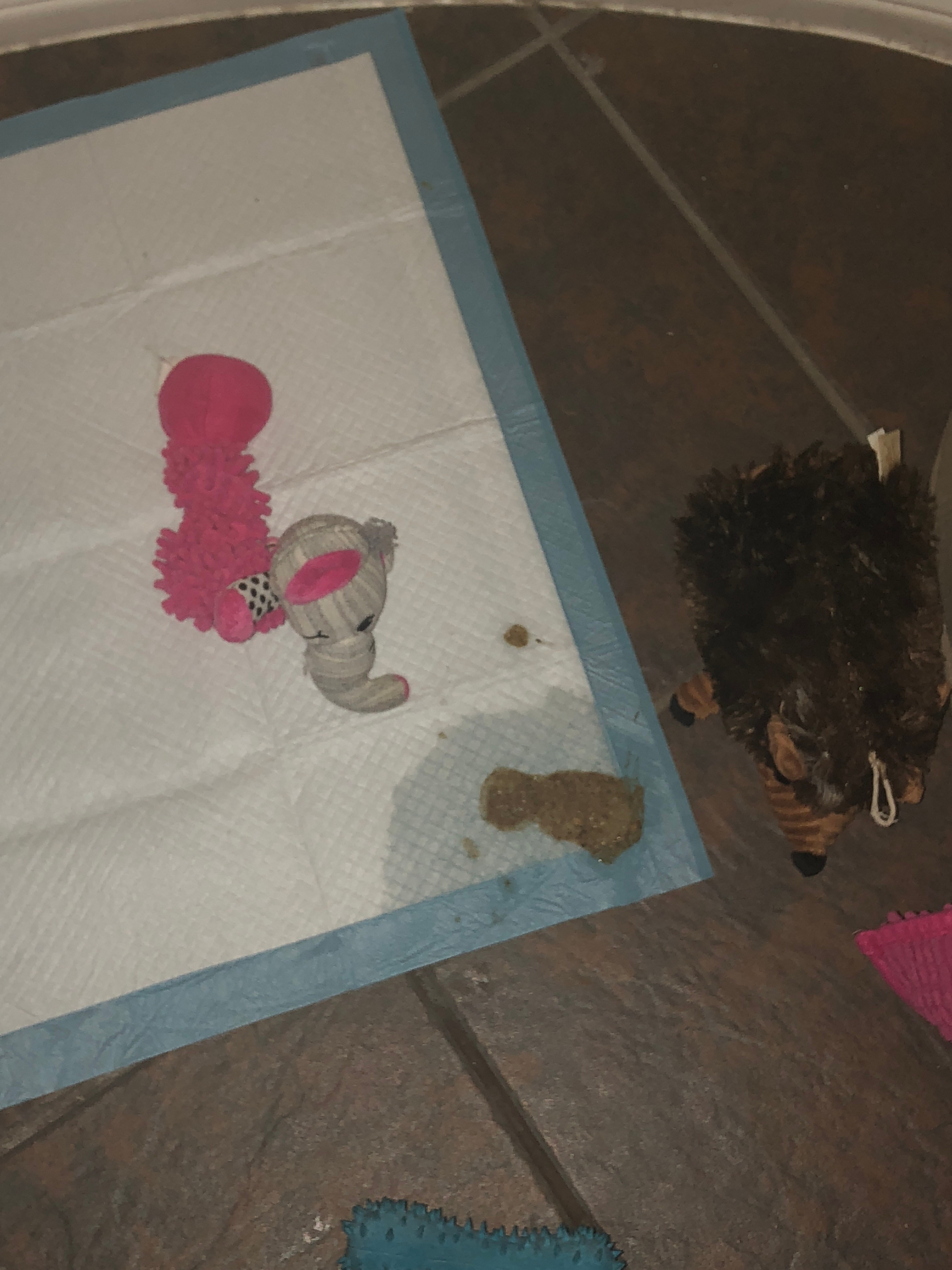 My dog keeps throwing up all over the place! PetCoach