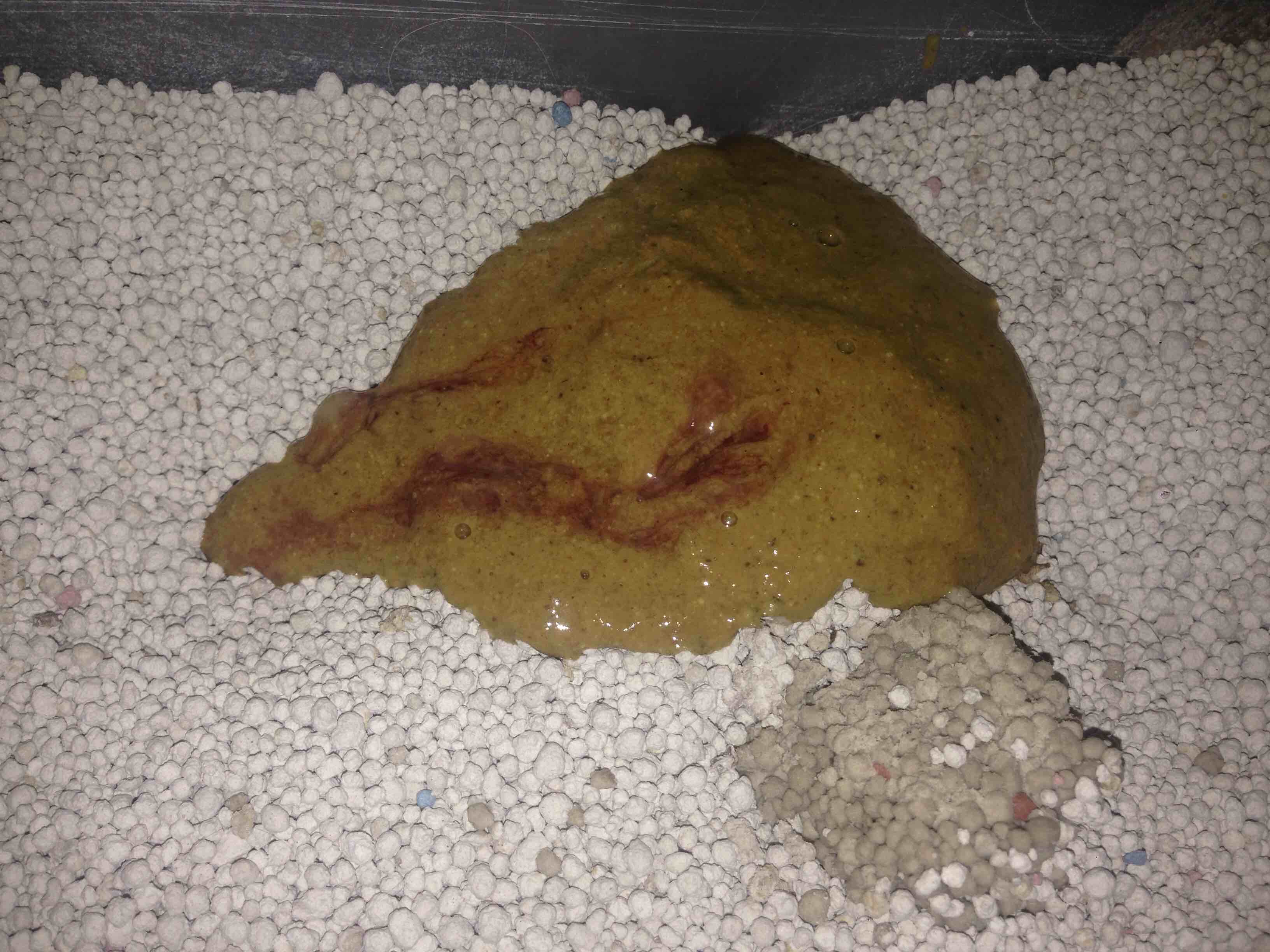My cat's poop has blood in it lately. He's had loose stools for about 2