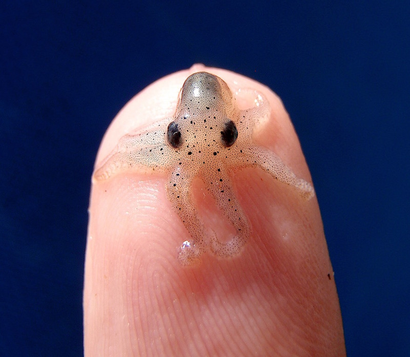 octopus Broadsheet.ie