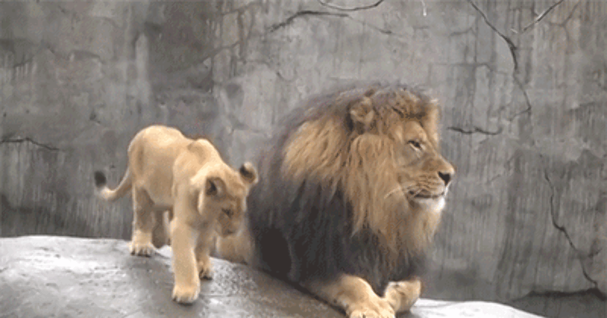 Father's Day Ode Top 10 Best Fathers in the Animal Kingdom