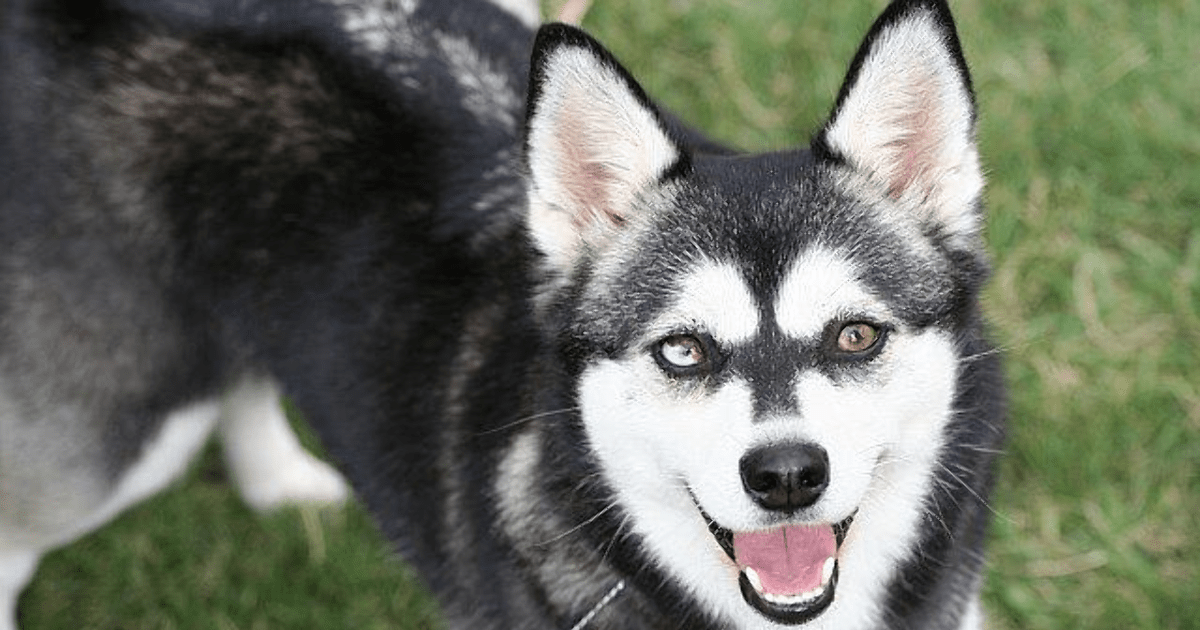 20 Rare Dog Breeds You've Never Heard Of! GirlsAskGuys