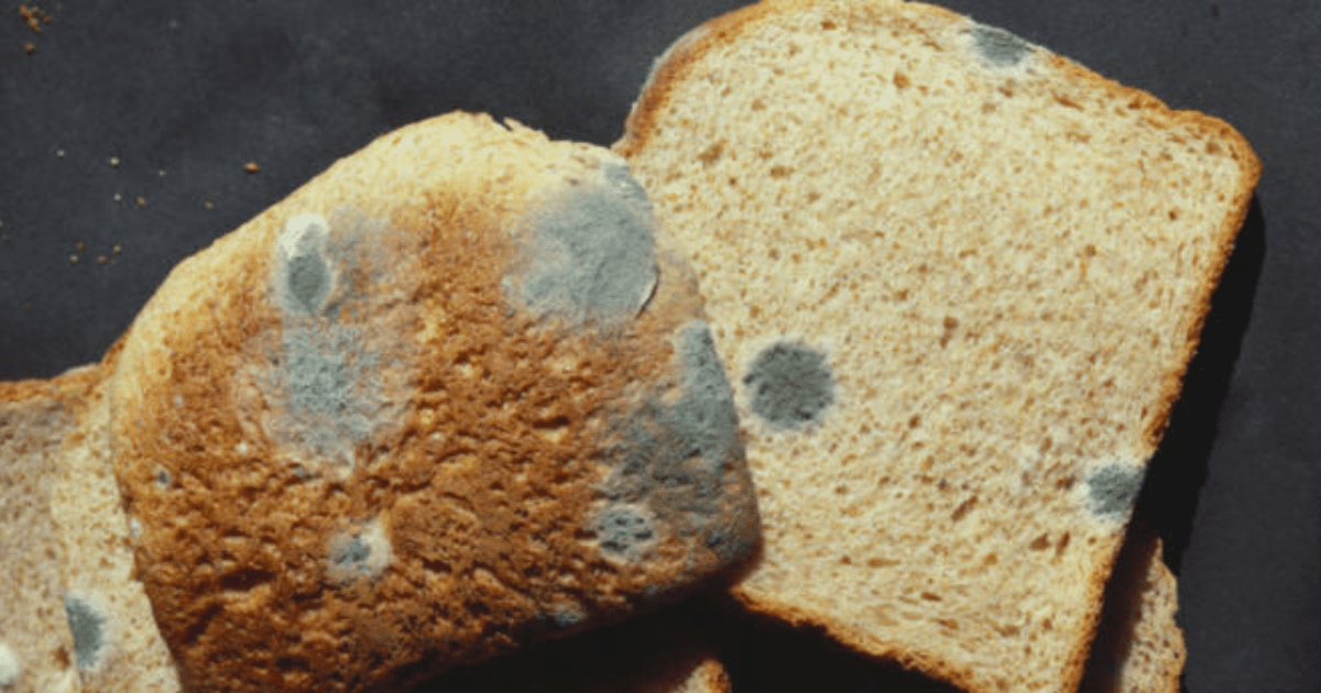 I ate some moldy bread by accident, will I die? GirlsAskGuys