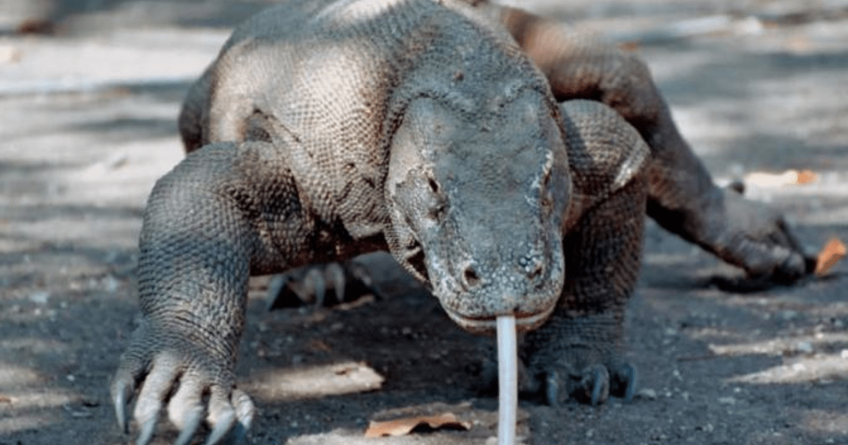 Why do you think Komodo Dragons are so poisonous when bitten by them