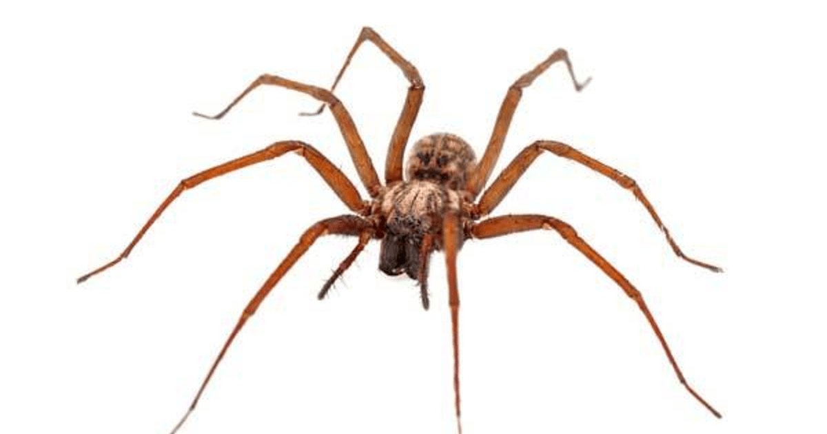 Which of these common household insects creeps you out the most