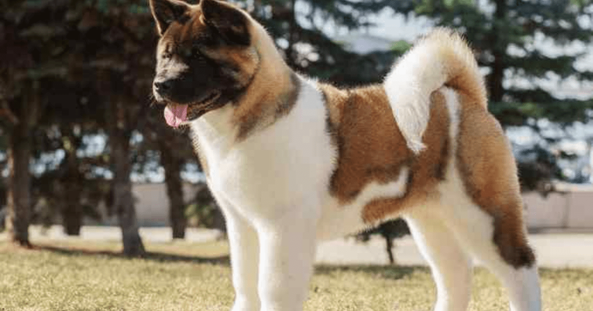 Is the American Akita dog banned in some states in the USA? GirlsAskGuys