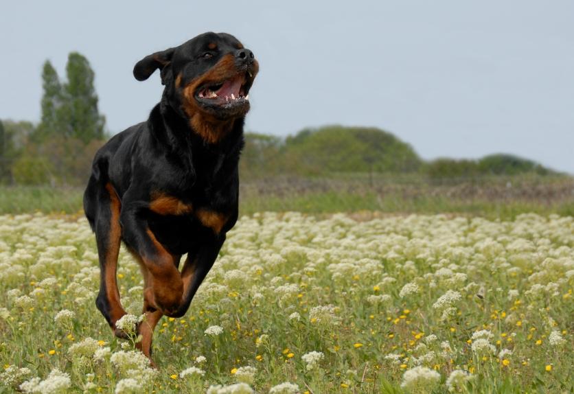 9 Contenders for World's Biggest Dog Breed LoveToKnow