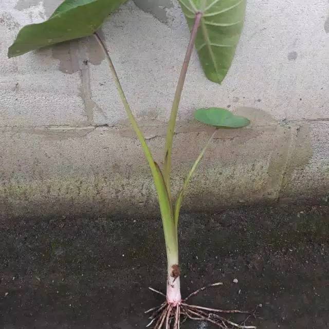 Jual 1 bibit TALAS BOGOR BIBIT Talas khas bogor umbi Shopee Indonesia