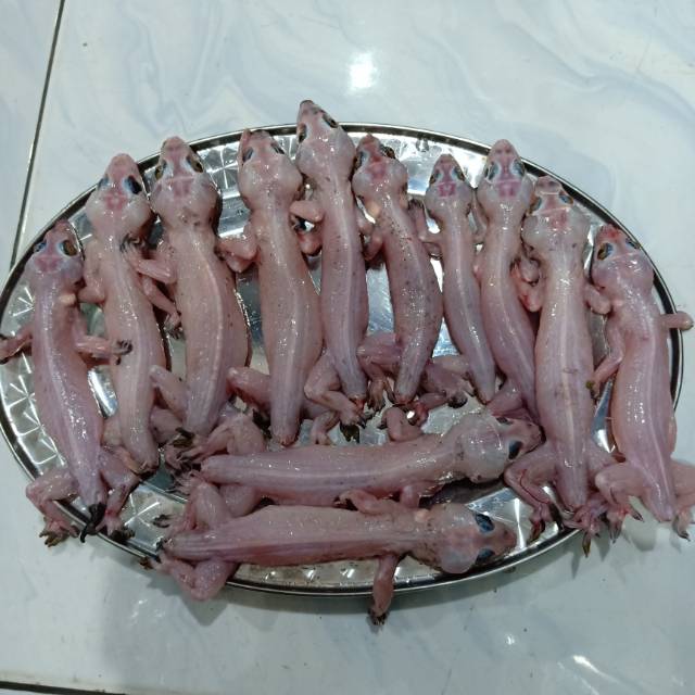 EMPEDU ULAR SANCA KEMBANG/SAWAH KEMBANG IBU AMINAH | Shopee Indonesia