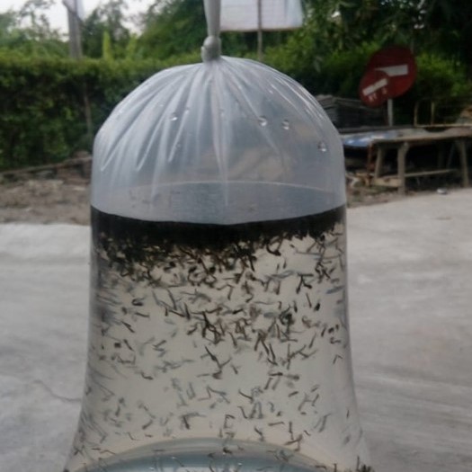 Jentik Nyamuk Makanan Ikan Cupang - Ncuk Nyamuk | Shopee Indonesia