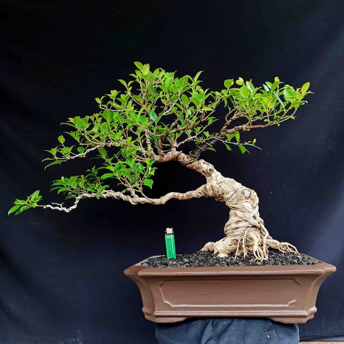 Jual Bonsai Tanaman Hias Pohon Beringin Taiwan Kimeng Ficus Microcarpa  Indonesia|Shopee Indonesia