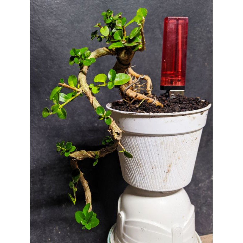 Jual Bahan Bonsai Sancang Cascade / Air Terjun Cakep Indonesia|Shopee  Indonesia