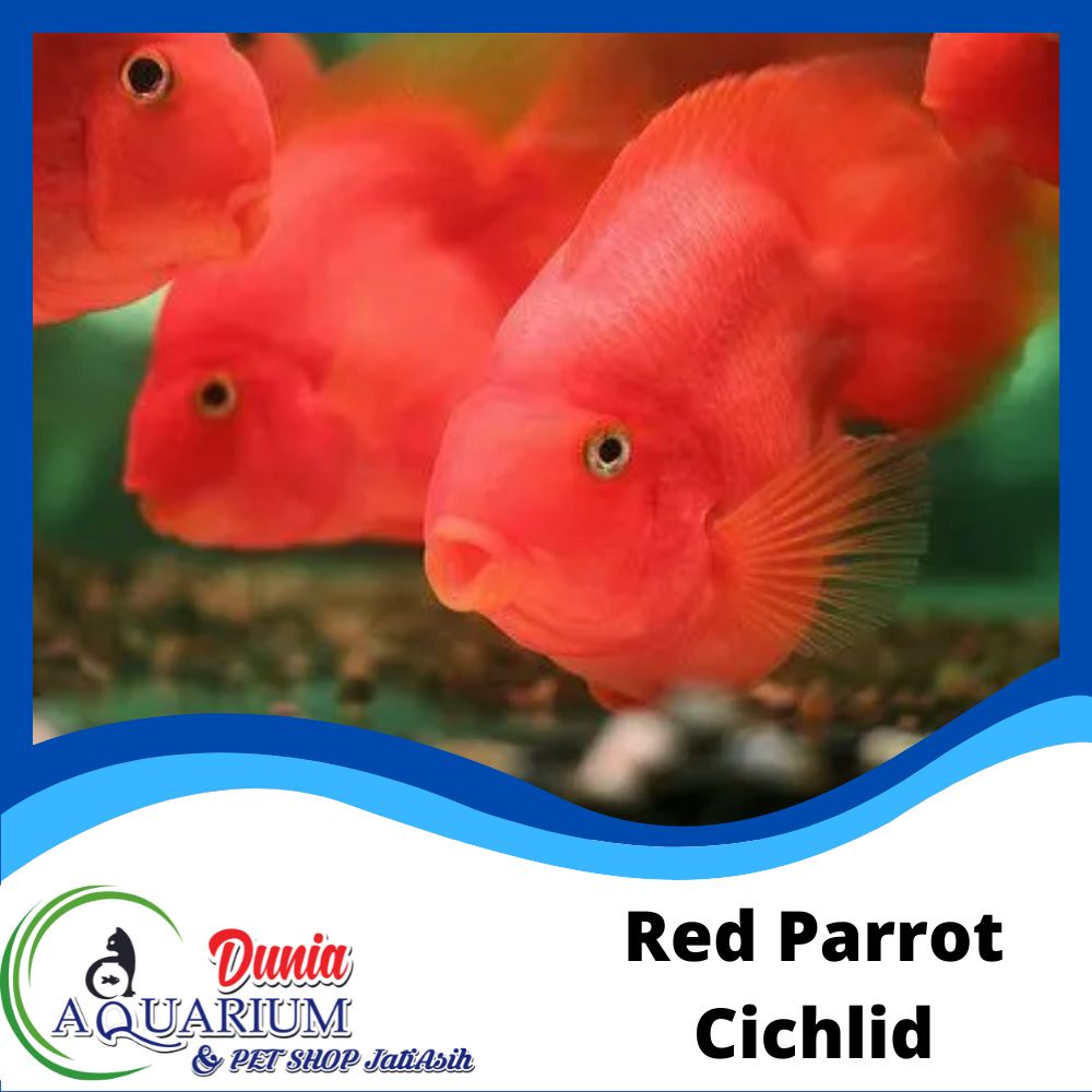 Jual Ikan Hias Red Blood Parrot Cichlid Kakatua Fish Shopee Indonesia