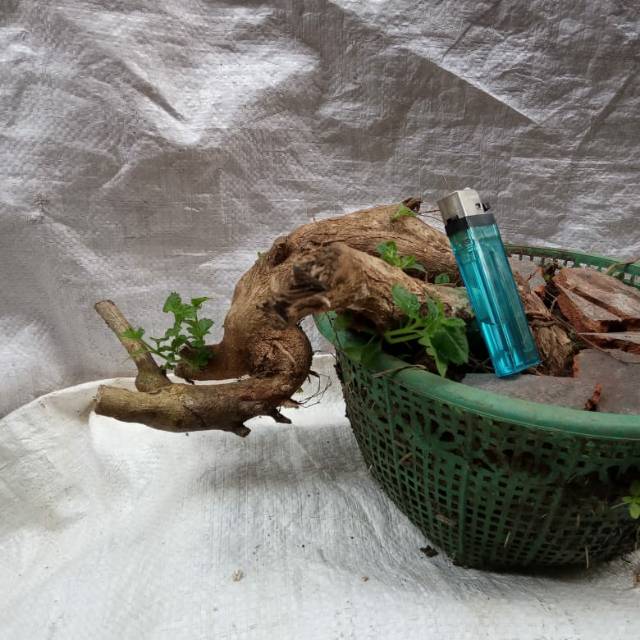 Jual Bahan Bonsai Lantana Air Terjun Indonesia|Shopee Indonesia