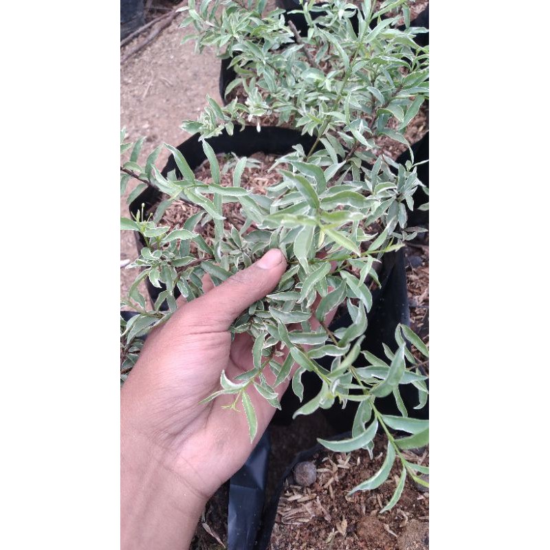 Jual Bahan Bonsai Anting Putri Mikro Varigata Indonesia|Shopee Indonesia