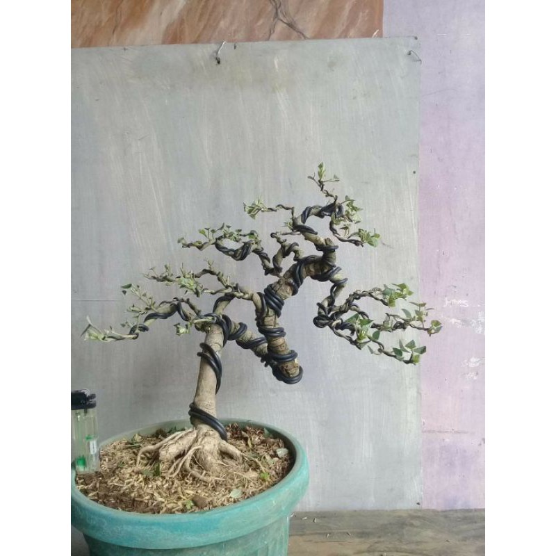 Jual Bonsai Mame Ulmus Micro Indonesia|Shopee Indonesia