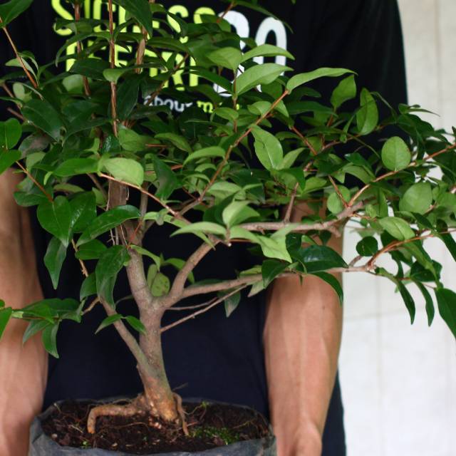 Jual Tanaman Hias Ceremai Belanda Bahan Bonsai Dewadaru Indonesia|Shopee  Indonesia