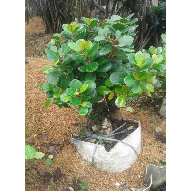 Jual Harga Promo!!! Jual Pohon Beringin Korean Bonsai Mini Indonesia|Shopee  Indonesia