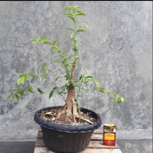 Jual Bahan Bonsai Anting Putri Batang Bagus Harga Murah Indonesia|Shopee  Indonesia