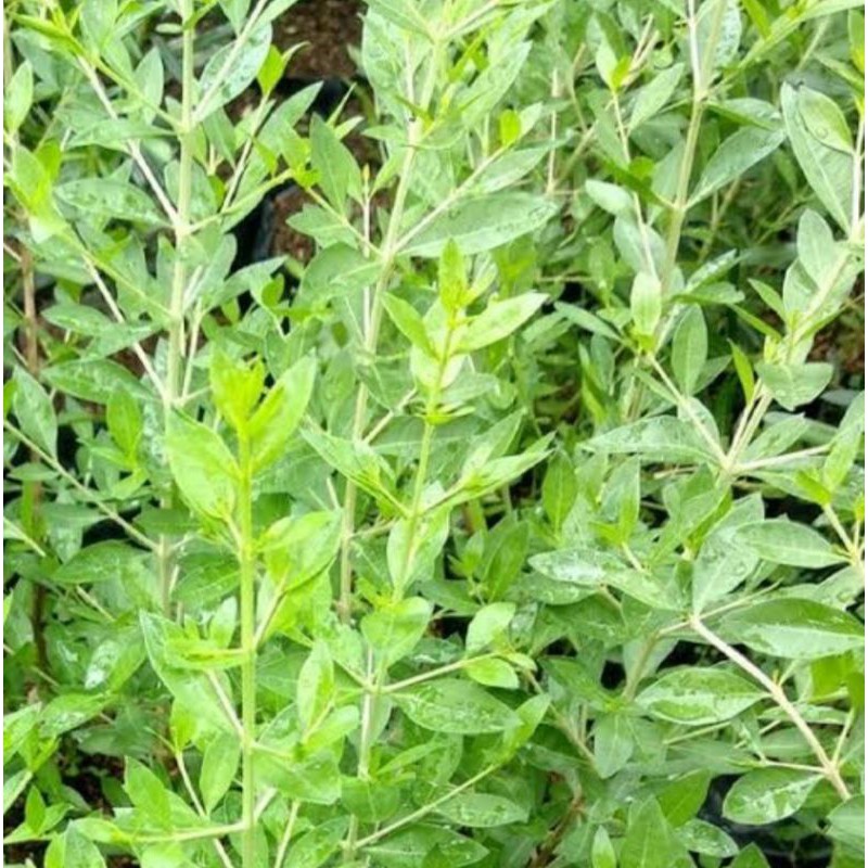 Tangkai daun Henna untuk bibit - innai daun pacar kuku | Shopee Indonesia