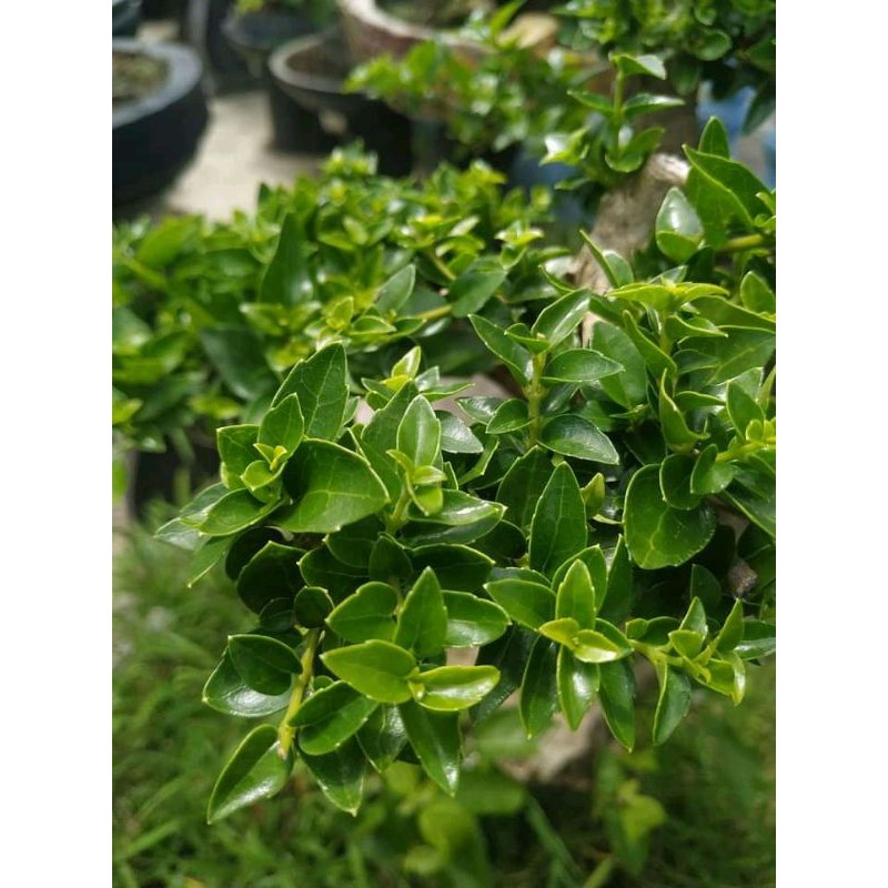 Jual Sancang Daun Lancip/Micro Indonesia|Shopee Indonesia