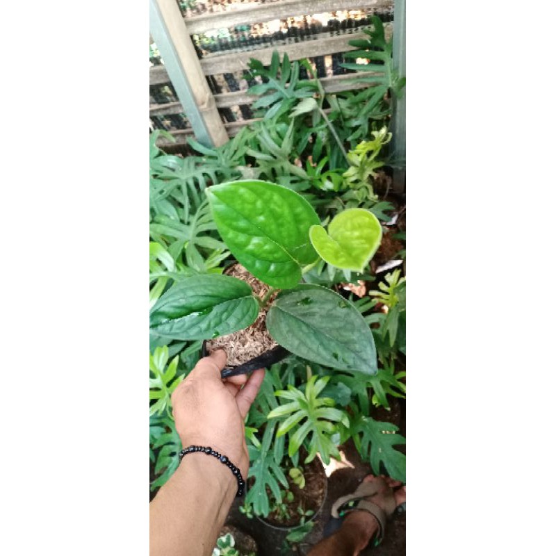 Tanaman hias herbal sirih gading badak , monstera karstenianum peru