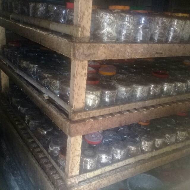 Bibit semut rang rang kroto siap ternak Shopee Indonesia