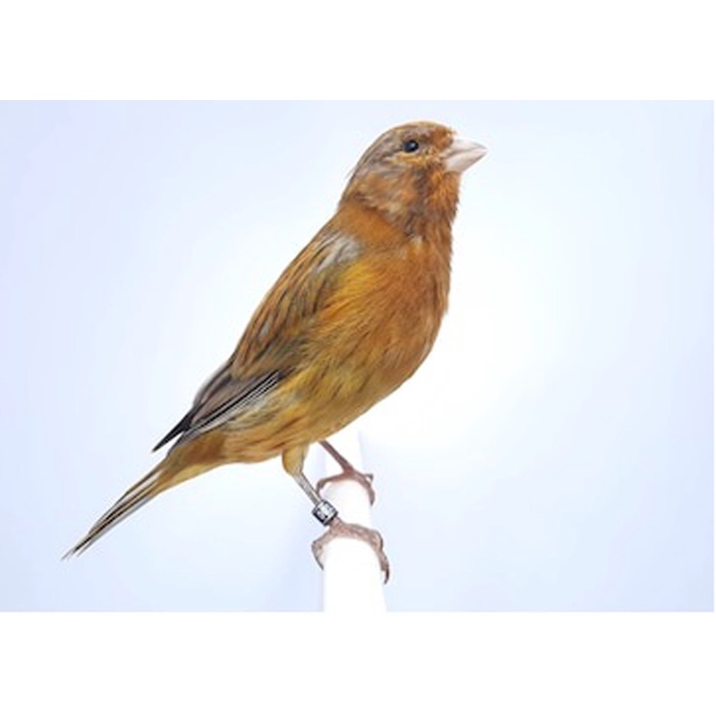 Jual Jual Burung Kenari Bond Jantan Nyusun Lagu Tgu Gacor Banyak Pilihan Indonesia|Shopee Indonesia 1024_X_1024_jpg