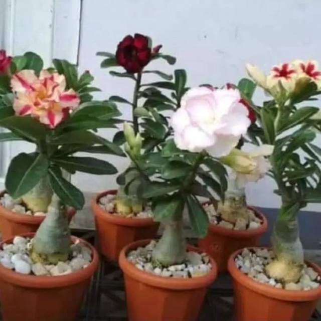 Jual 6 Paket Hemat Pohon Kamboja Bunga Kamboja Jepang Adenium  Indonesia|Shopee Indonesia