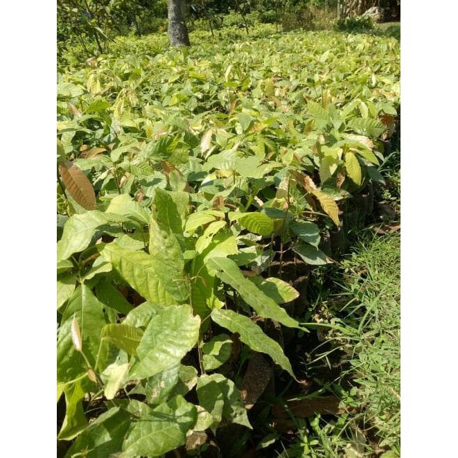 Jual 6 Bibit Tanaman Kakao Coklat Super Unggul Unggul | Shopee Indonesia