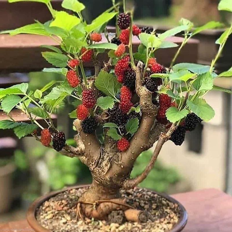 Jual Bibit Murbei Bonsai Murbei Bahan Bonsai Long Murbey Indonesia|Shopee  Indonesia