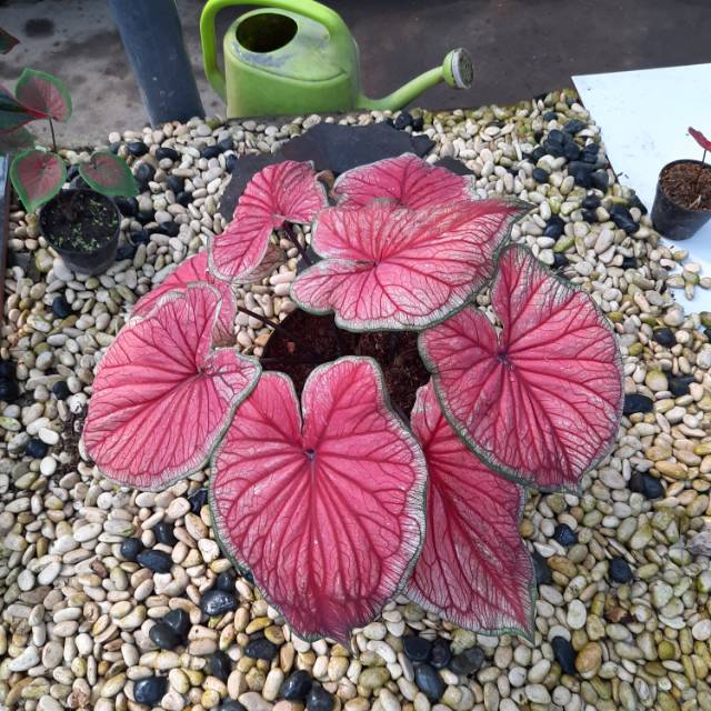 KELADI RED JAGUAR/KELADI MERAH/KELADI THAILAND/KELADI PUTIH/KELADI