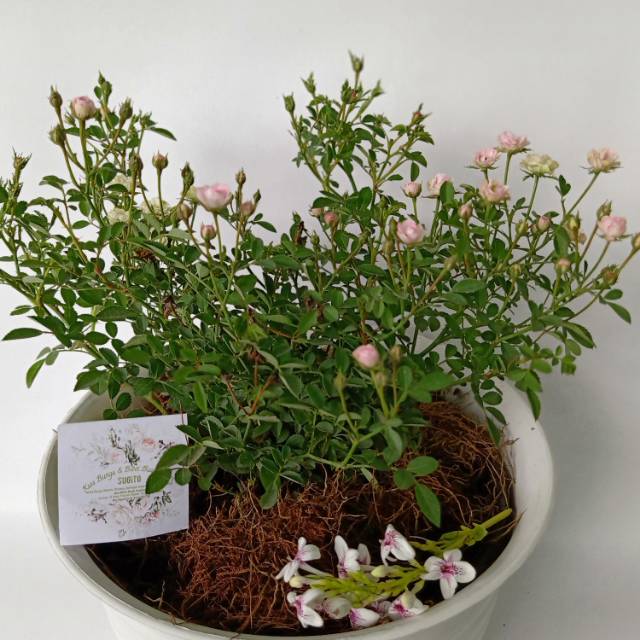 Mawar jepang (bunga hidup kondisi berbunga) Shopee Indonesia