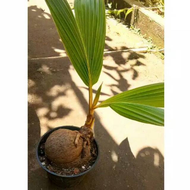 Jual Tanaman Hias Bonsai Kelapa Hibrida Indonesia|Shopee Indonesia